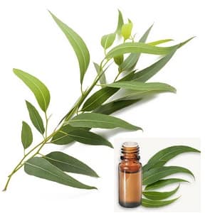 Eucalyptus Radiata Huile essentielle Bio