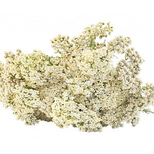 Achillee Millefeuille Bio Huile essentielle