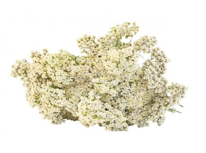 Achillee Millefeuille Bio Huile essentielle