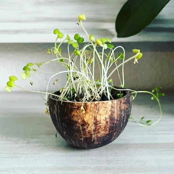 La Coco Coffret Bougie Pomme d'amour